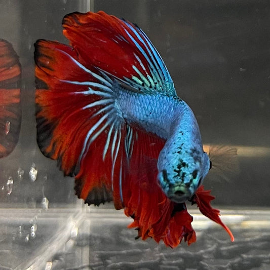 the-fish-farm Male Betta Male Betta - One Only - 12 Choose your favourite Male Betta from The Fish Farm Australia