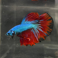 the-fish-farm Male Betta Male Betta - One Only - 12 Choose your favourite Male Betta from The Fish Farm Australia