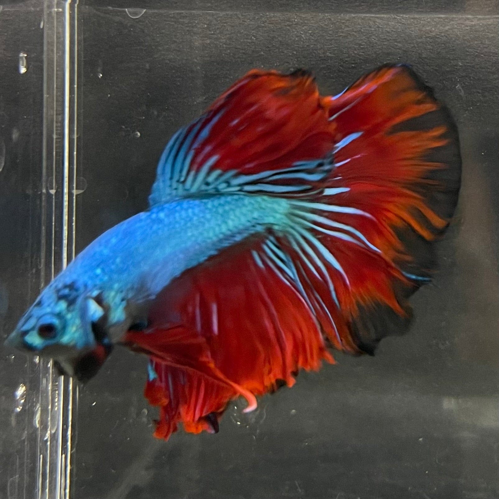 the-fish-farm Male Betta Male Betta - One Only - 12 Choose your favourite Male Betta from The Fish Farm Australia