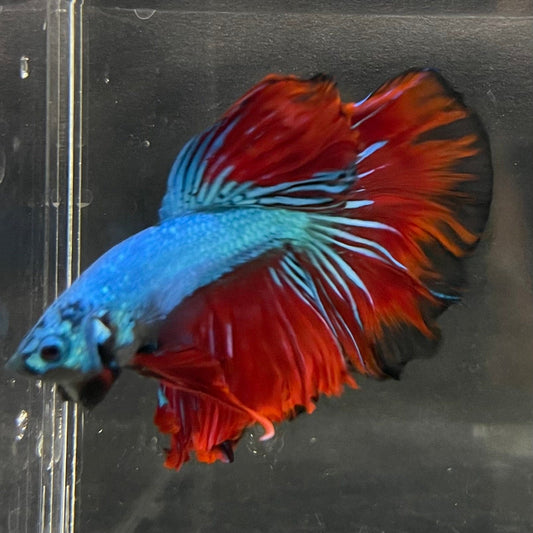 the-fish-farm Male Betta Male Betta - One Only - 12 Choose your favourite Male Betta from The Fish Farm Australia