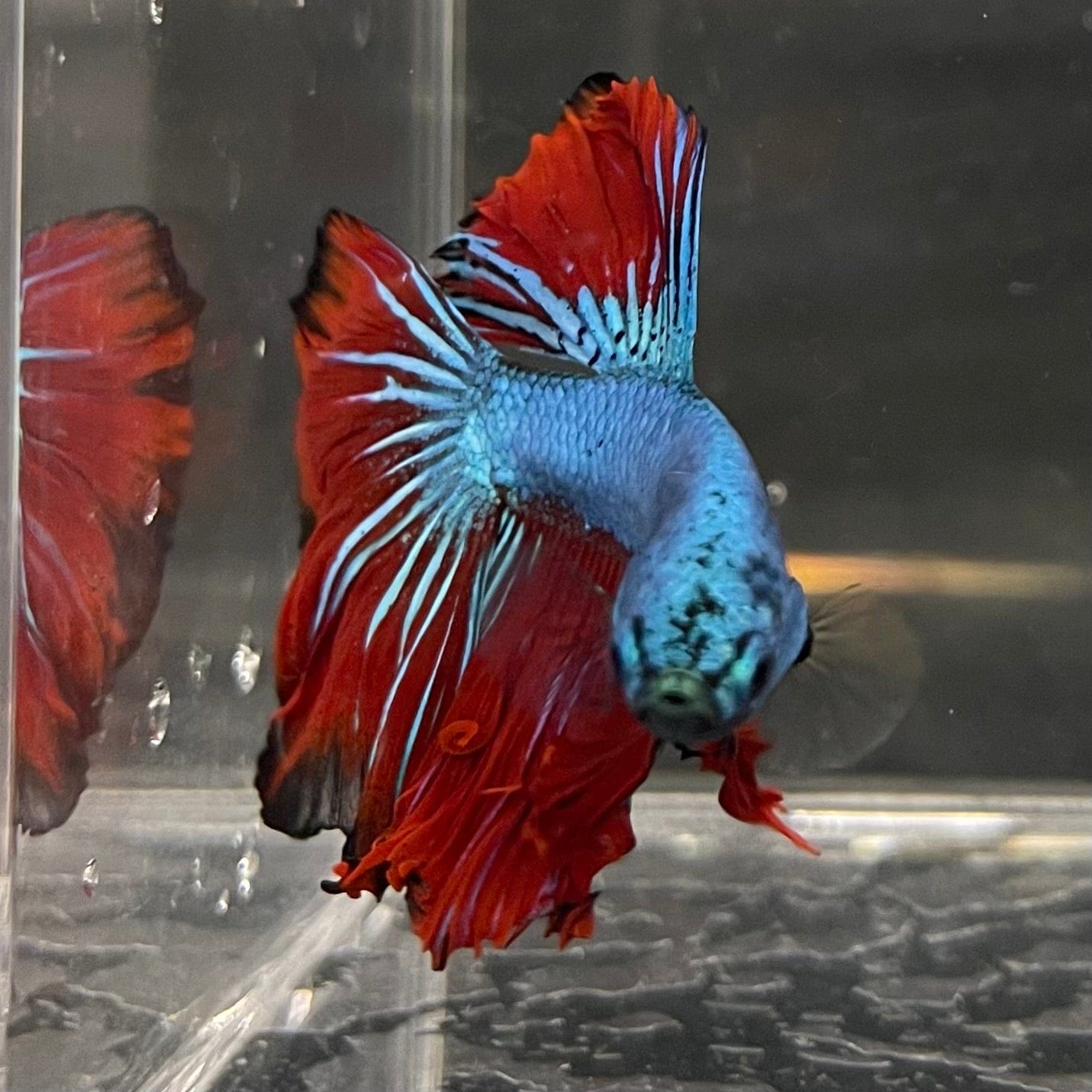 the-fish-farm Male Betta Male Betta - One Only - 12 Choose your favourite Male Betta from The Fish Farm Australia