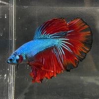 the-fish-farm Male Betta Male Betta - One Only - 12 Choose your favourite Male Betta from The Fish Farm Australia