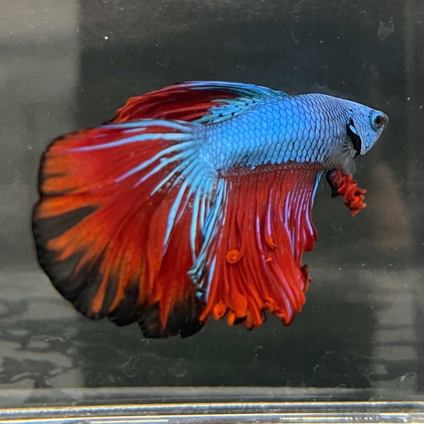 the-fish-farm Male Betta Male Betta - One Only - 12 Choose your favourite Male Betta from The Fish Farm Australia