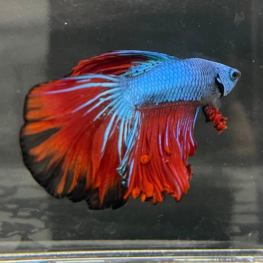 the-fish-farm Male Betta Male Betta - One Only - 12 Choose your favourite Male Betta from The Fish Farm Australia