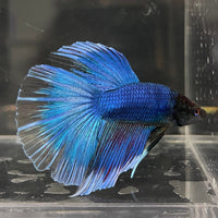 the-fish-farm Male Betta Male Betta - One Only - 12 Choose your favourite Male Betta from The Fish Farm Australia