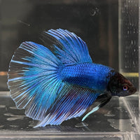 the-fish-farm Male Betta Male Betta - One Only - 12 Choose your favourite Male Betta from The Fish Farm Australia