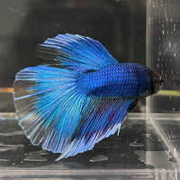 the-fish-farm Male Betta Male Betta - One Only - 12 Choose your favourite Male Betta from The Fish Farm Australia