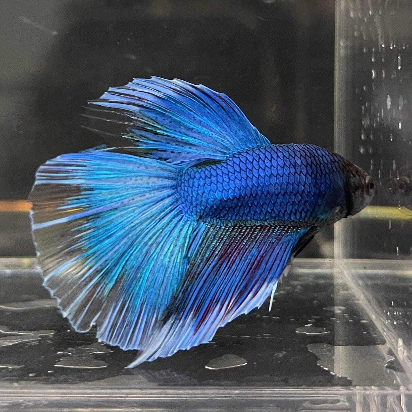 the-fish-farm Male Betta Male Betta - One Only - 12 Choose your favourite Male Betta from The Fish Farm Australia