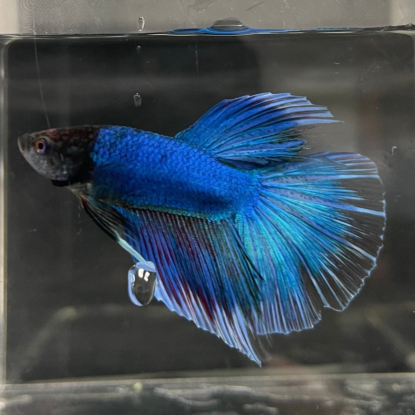 the-fish-farm Male Betta Male Betta - One Only - 12 Choose your favourite Male Betta from The Fish Farm Australia