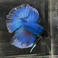 the-fish-farm Male Betta Male Betta - One Only - 12 Choose your favourite Male Betta from The Fish Farm Australia