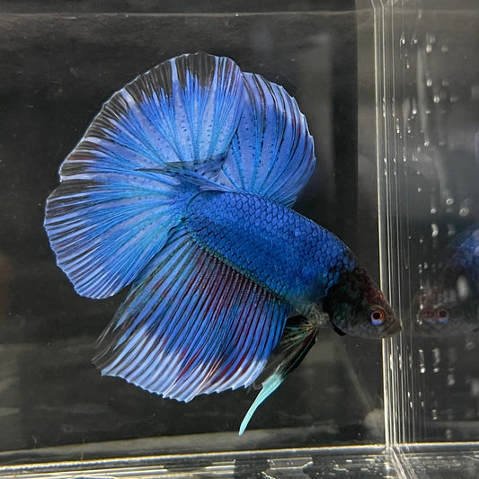 the-fish-farm Male Betta Male Betta - One Only - 12 Choose your favourite Male Betta from The Fish Farm Australia