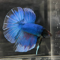 the-fish-farm Male Betta Male Betta - One Only - 12 Choose your favourite Male Betta from The Fish Farm Australia