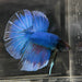 the-fish-farm Male Betta Male Betta - One Only - 12 Choose your favourite Male Betta from The Fish Farm Australia