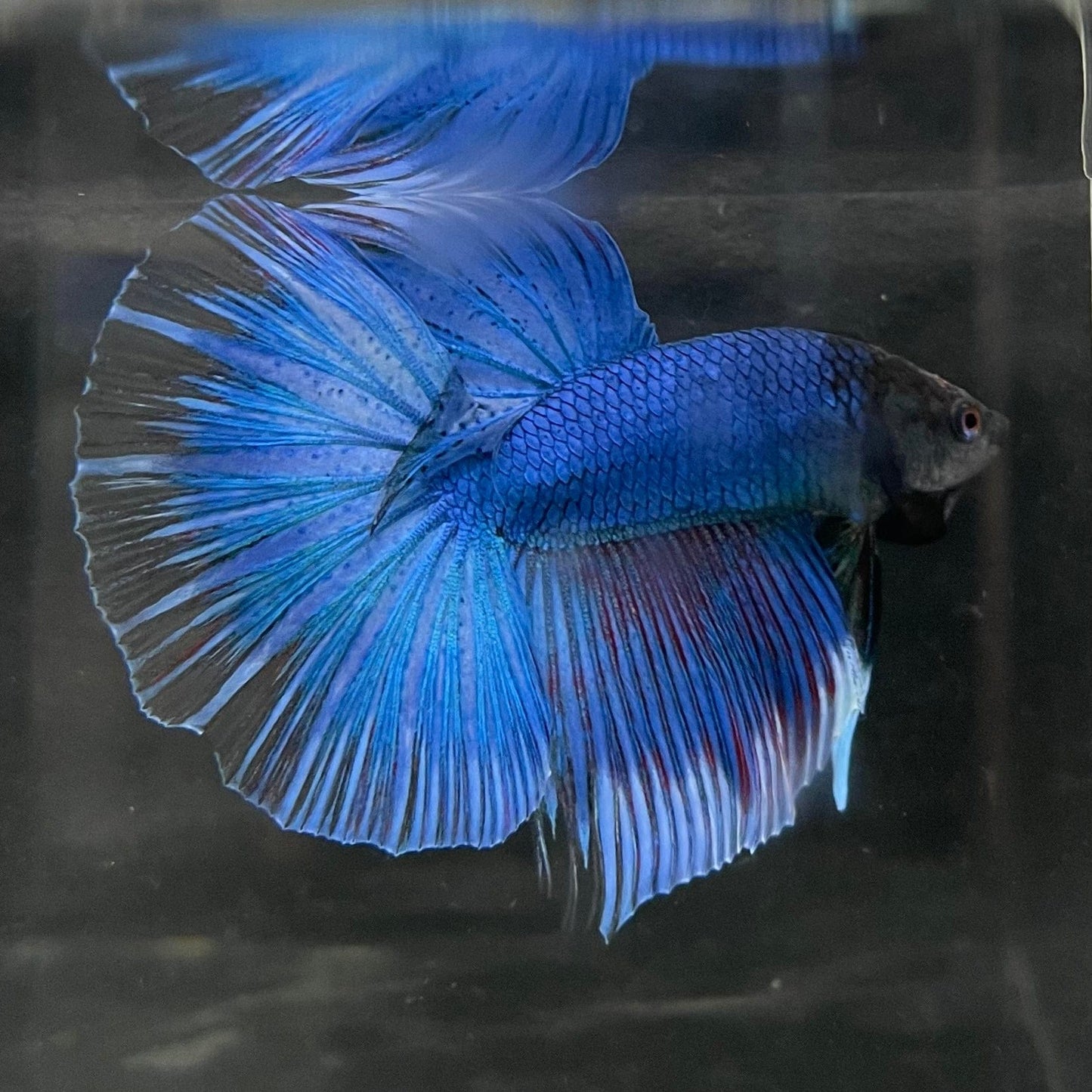 the-fish-farm Male Betta Male Betta - One Only - 12 Choose your favourite Male Betta from The Fish Farm Australia