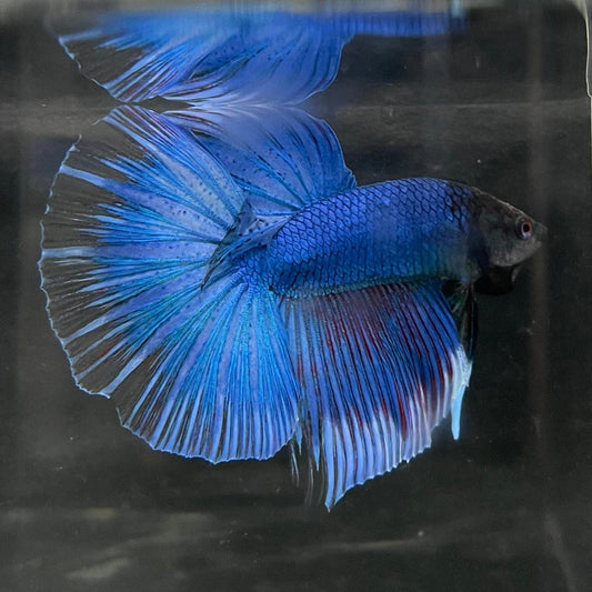 the-fish-farm Male Betta Male Betta - One Only - 12 Choose your favourite Male Betta from The Fish Farm Australia