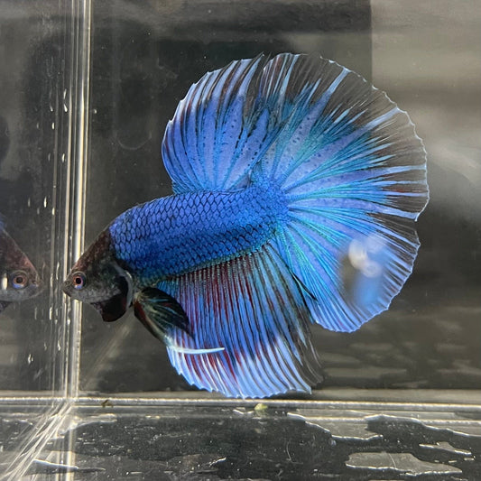 the-fish-farm Male Betta Male Betta - One Only - 12 Choose your favourite Male Betta from The Fish Farm Australia