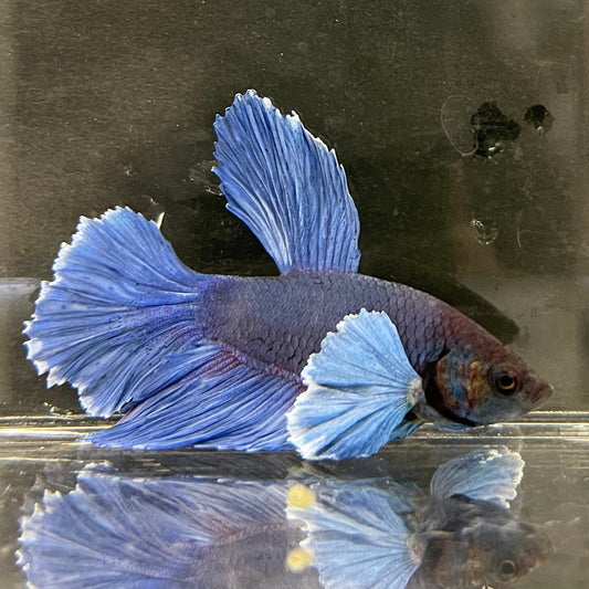 the-fish-farm Male Betta Male Betta - One Only - 12 Choose your favourite Male Betta from The Fish Farm Australia