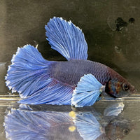 the-fish-farm Male Betta Male Betta - One Only - 12 Choose your favourite Male Betta from The Fish Farm Australia