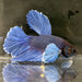 the-fish-farm Male Betta Male Betta - One Only - 12 Choose your favourite Male Betta from The Fish Farm Australia