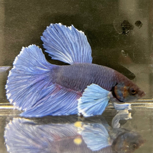 the-fish-farm Male Betta Male Betta - One Only - 12 Choose your favourite Male Betta from The Fish Farm Australia