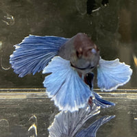 the-fish-farm Male Betta Male Betta - One Only - 12 Choose your favourite Male Betta from The Fish Farm Australia