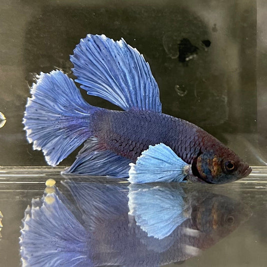 the-fish-farm Male Betta Male Betta - One Only - 12 Choose your favourite Male Betta from The Fish Farm Australia