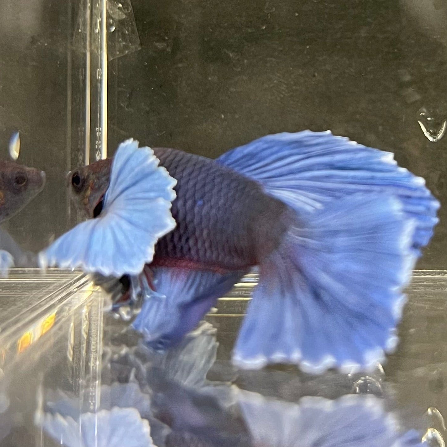 the-fish-farm Male Betta Male Betta - One Only - 12 Choose your favourite Male Betta from The Fish Farm Australia