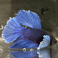 the-fish-farm Male Betta Male Betta - One Only - 12 Choose your favourite Male Betta from The Fish Farm Australia