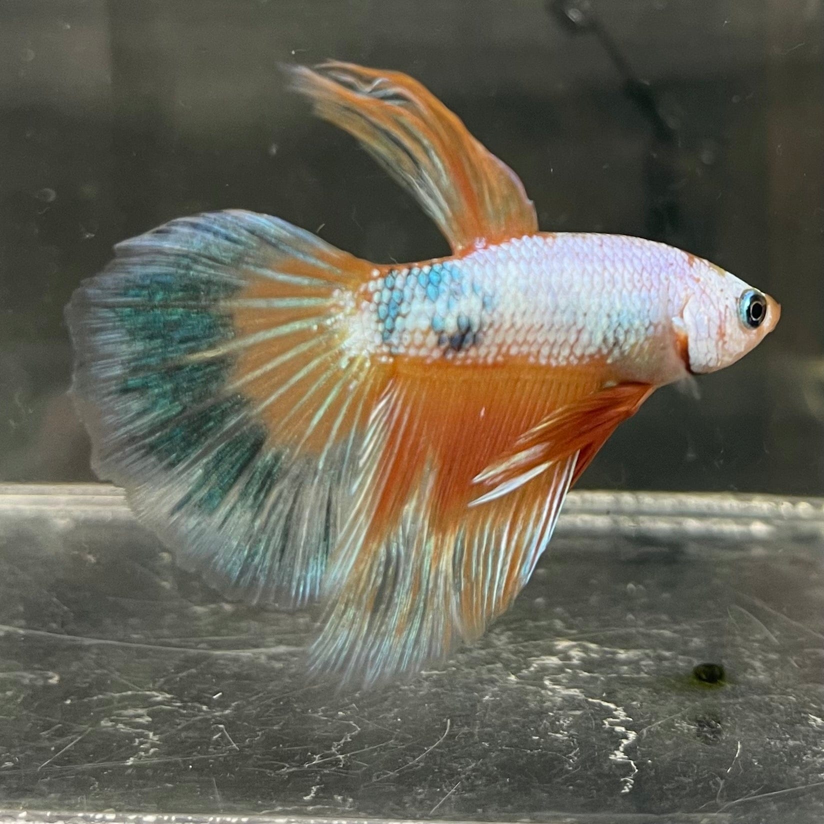 the-fish-farm Male Betta Male Betta - One Only - 12 Choose your favourite Male Betta from The Fish Farm Australia