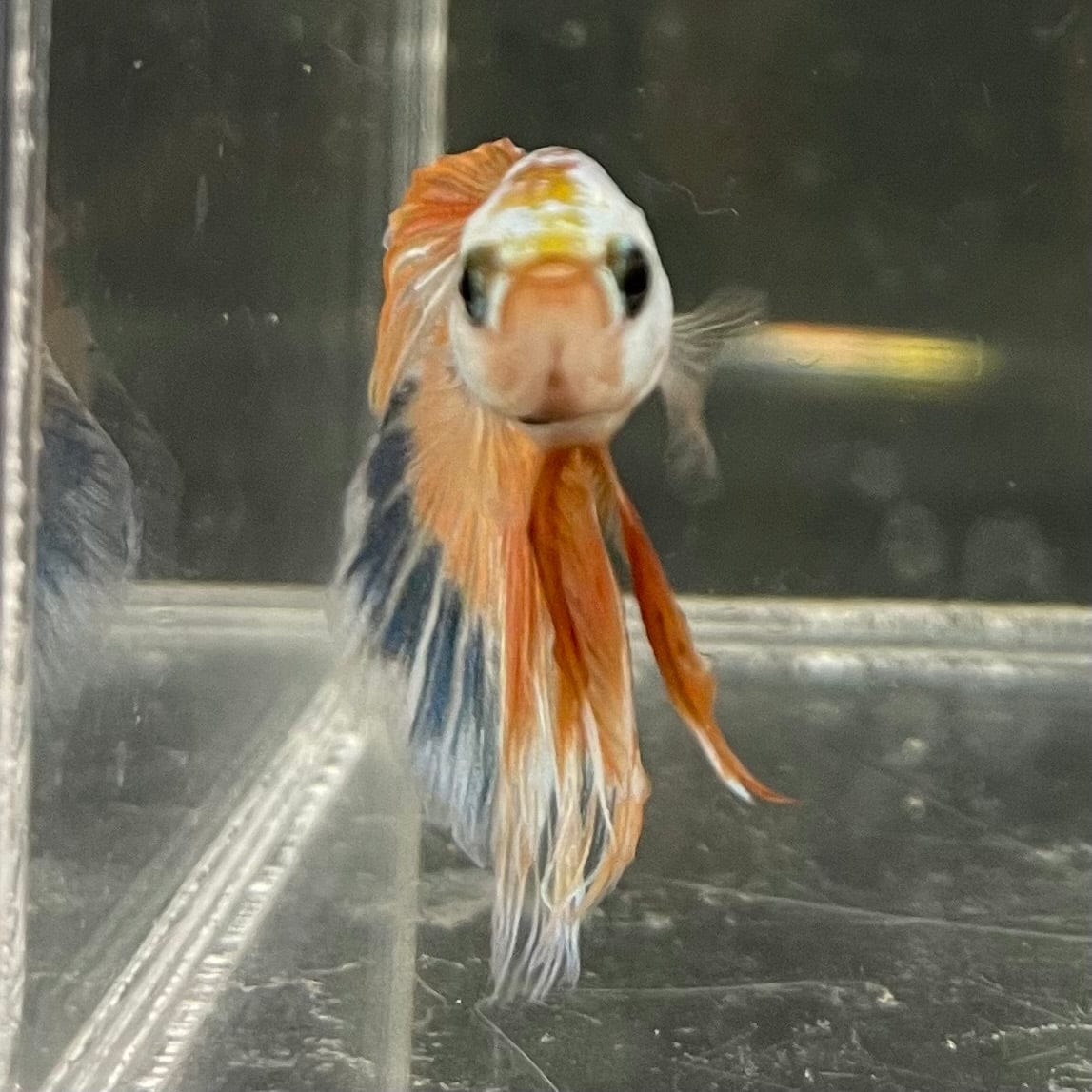 the-fish-farm Male Betta Male Betta - One Only - 12 Choose your favourite Male Betta from The Fish Farm Australia