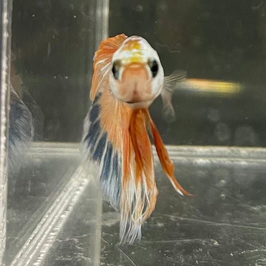 the-fish-farm Male Betta Male Betta - One Only - 12 Choose your favourite Male Betta from The Fish Farm Australia