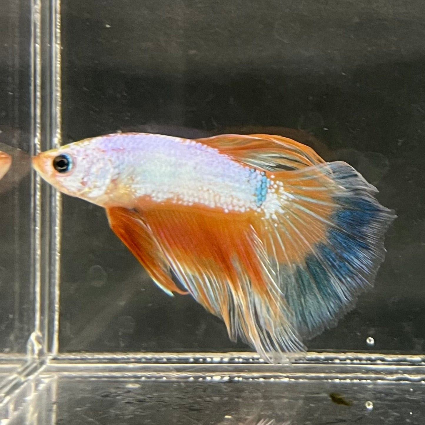 the-fish-farm Male Betta Male Betta - One Only - 12 Choose your favourite Male Betta from The Fish Farm Australia