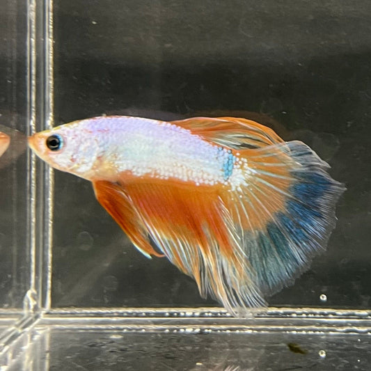 the-fish-farm Male Betta Male Betta - One Only - 12 Choose your favourite Male Betta from The Fish Farm Australia