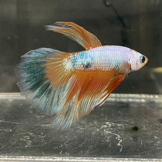 the-fish-farm Male Betta Male Betta - One Only - 12 Choose your favourite Male Betta from The Fish Farm Australia