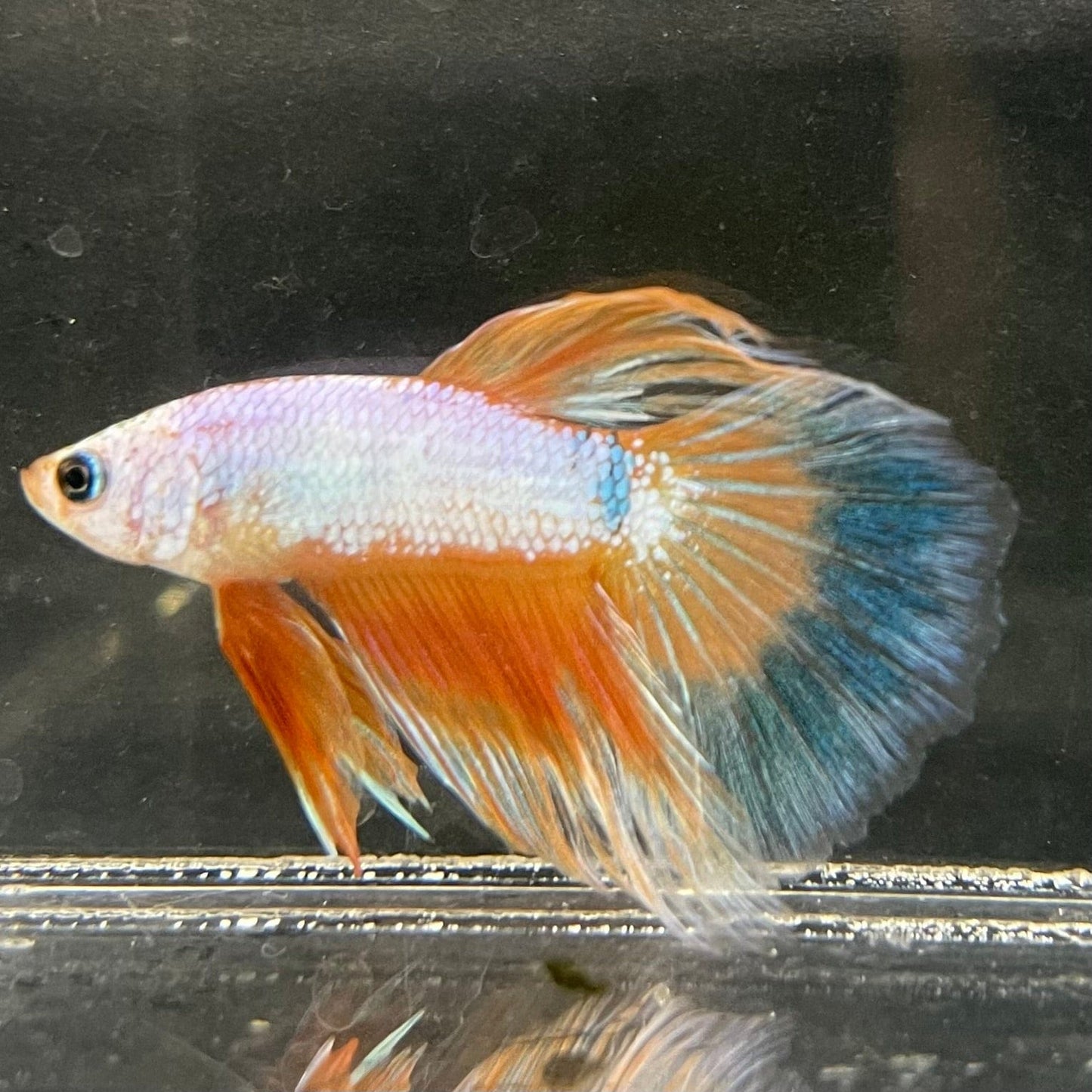 the-fish-farm Male Betta Male Betta - One Only - 12 Choose your favourite Male Betta from The Fish Farm Australia