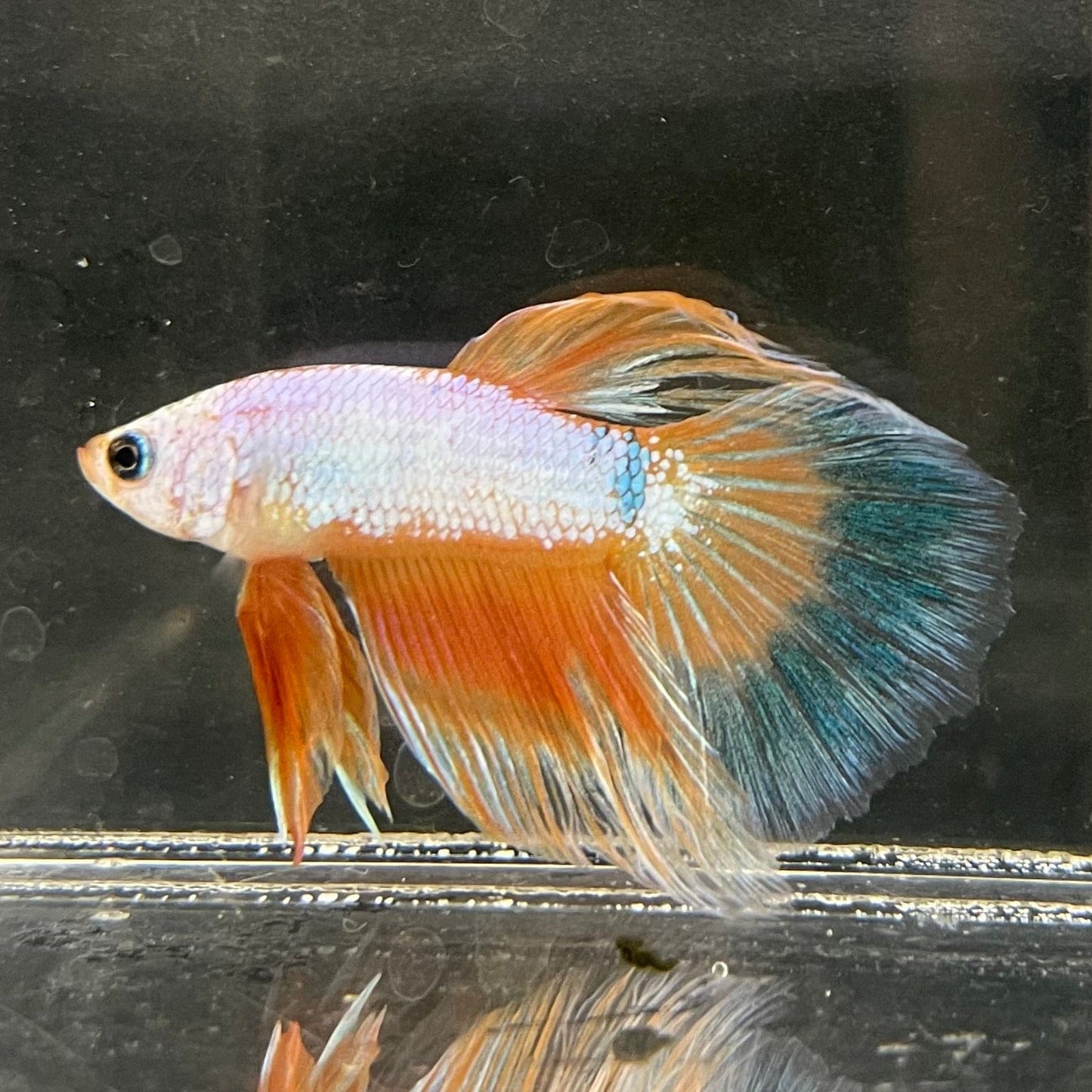 the-fish-farm Male Betta Male Betta - One Only - 12 Choose your favourite Male Betta from The Fish Farm Australia