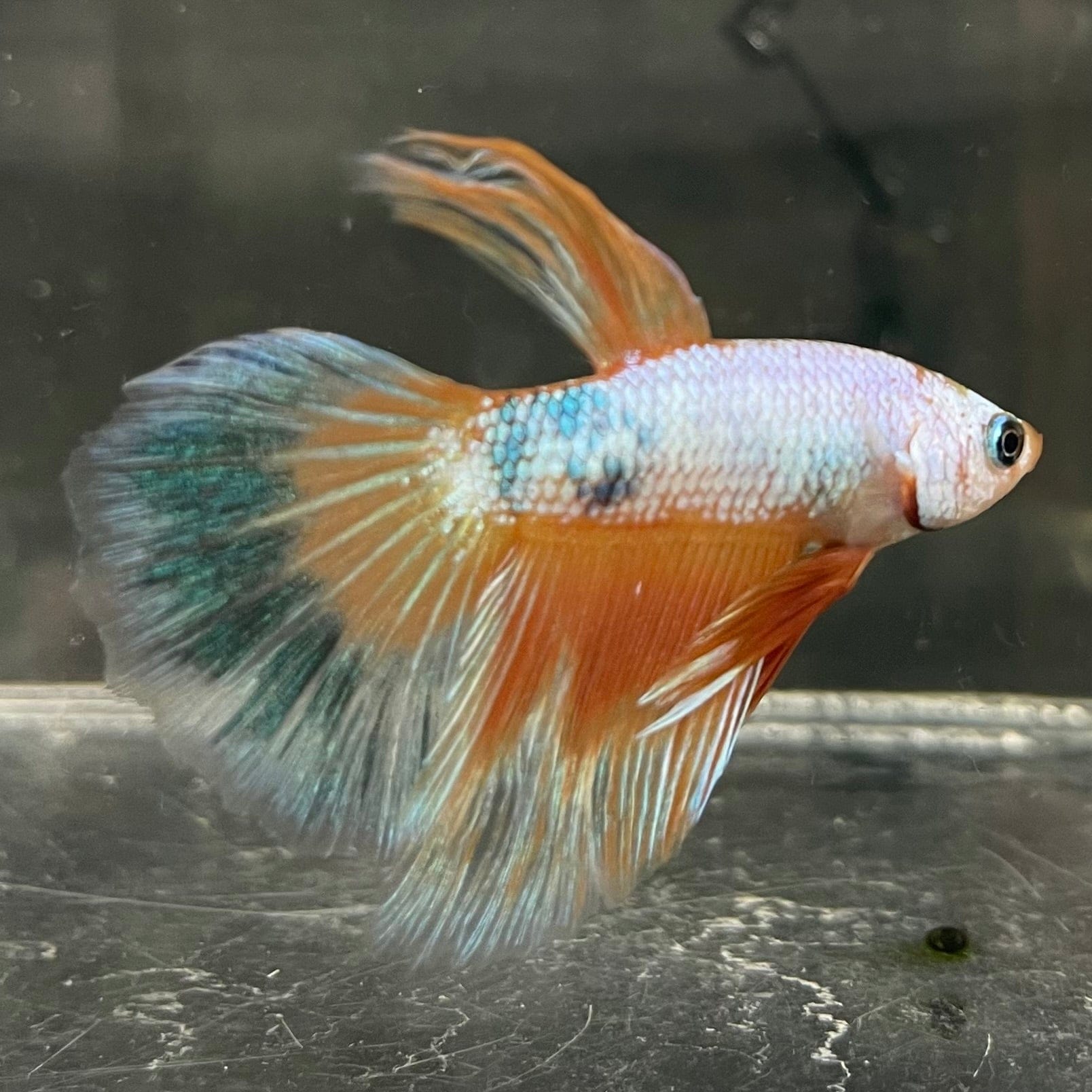 the-fish-farm Male Betta Male Betta - One Only - 12 Choose your favourite Male Betta from The Fish Farm Australia