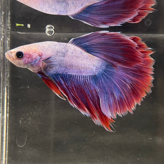 the-fish-farm Male Betta Male Betta - One Only - 12 Choose your favourite Male Betta from The Fish Farm Australia