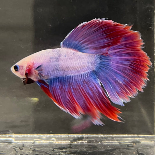 the-fish-farm Male Betta Male Betta - One Only - 12 Choose your favourite Male Betta from The Fish Farm Australia