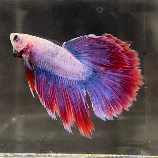 the-fish-farm Male Betta Male Betta - One Only - 12 Choose your favourite Male Betta from The Fish Farm Australia