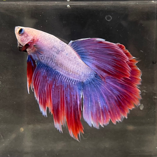the-fish-farm Male Betta Male Betta - One Only - 12 Choose your favourite Male Betta from The Fish Farm Australia