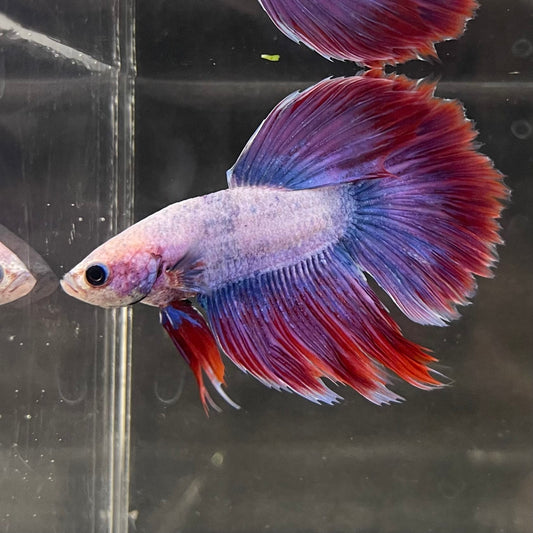 the-fish-farm Male Betta Male Betta - One Only - 12 Choose your favourite Male Betta from The Fish Farm Australia