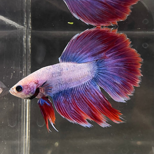 the-fish-farm Male Betta Male Betta - One Only - 12 Choose your favourite Male Betta from The Fish Farm Australia