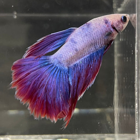 the-fish-farm Male Betta Male Betta - One Only - 12 Choose your favourite Male Betta from The Fish Farm Australia