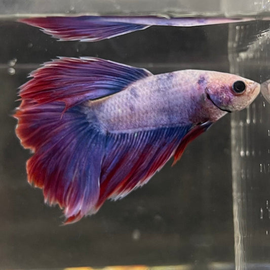 the-fish-farm Male Betta Male Betta - One Only - 12 Choose your favourite Male Betta from The Fish Farm Australia