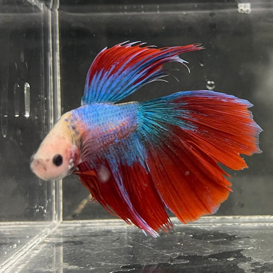 the-fish-farm Male Betta Male Betta - One Only - 12 Choose your favourite Male Betta from The Fish Farm Australia