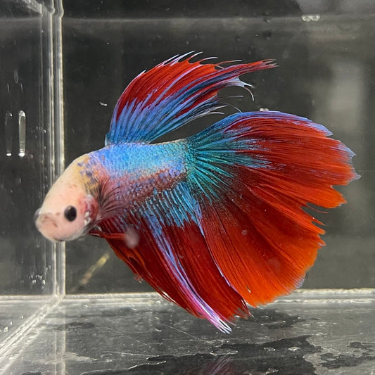 the-fish-farm Male Betta Male Betta - One Only - 12 Choose your favourite Male Betta from The Fish Farm Australia