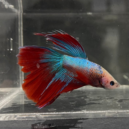 the-fish-farm Male Betta Male Betta - One Only - 12 Choose your favourite Male Betta from The Fish Farm Australia