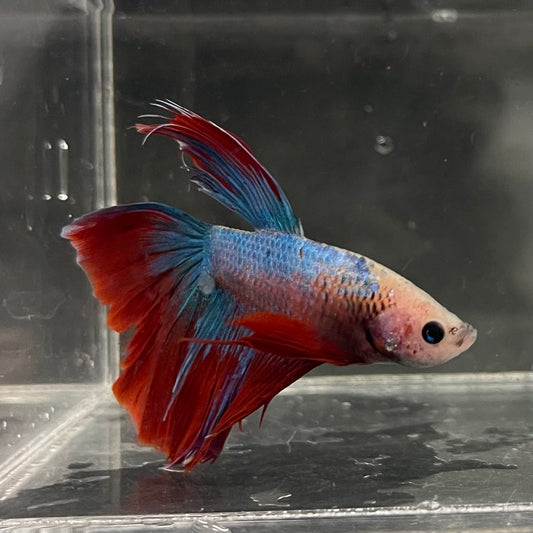 the-fish-farm Male Betta Male Betta - One Only - 12 Choose your favourite Male Betta from The Fish Farm Australia