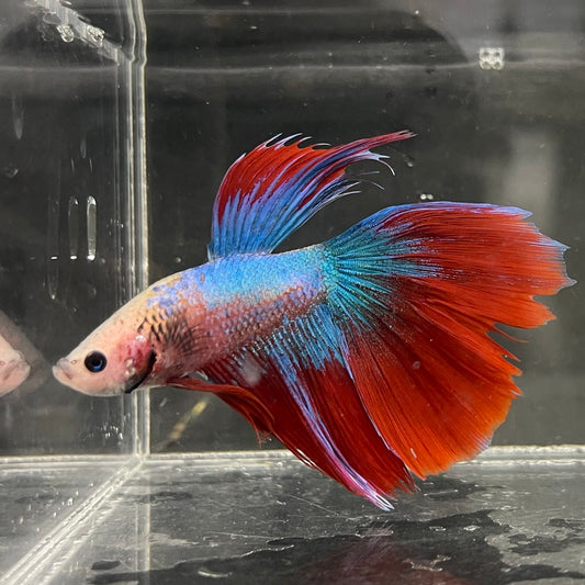 the-fish-farm Male Betta Male Betta - One Only - 12 Choose your favourite Male Betta from The Fish Farm Australia